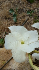 Pachypodium decaryi image