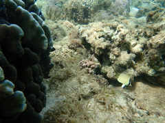 Chaetodon citrinellus