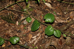 Streptothamnus moorei