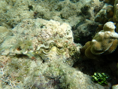 Tridacna maxima