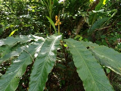 Alpinia haenkei