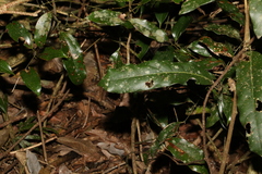 Carronia multisepalea