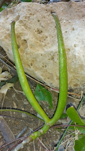 Pachypodium decaryi
