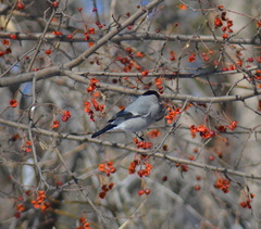 Pyrrhula pyrrhula cineracea