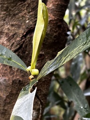 Myrsine seguinii