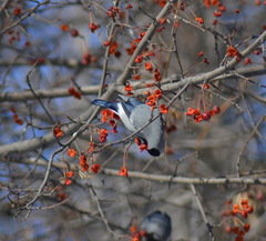 Pyrrhula pyrrhula cineracea