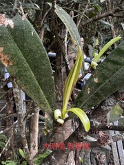 Myrsine seguinii