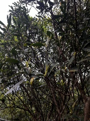 Myrsine seguinii