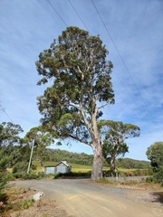Eucalyptus viminalis viminalis
