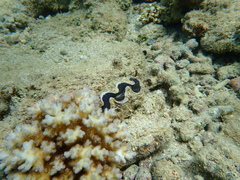 Tridacna maxima