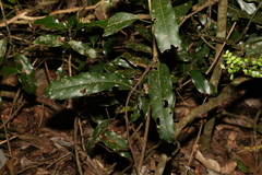 Carronia multisepalea