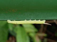 Eupanacra