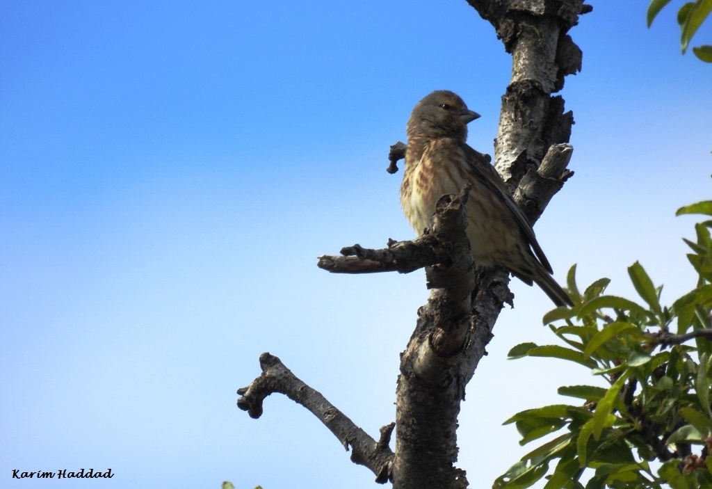 Linotte mélodieuse