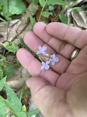 Pseuderanthemum variabile