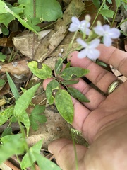 Pseuderanthemum variabile