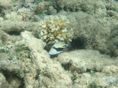 Rhinecanthus rectangulus
