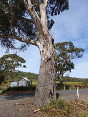 Eucalyptus viminalis viminalis