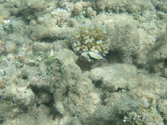 Rhinecanthus rectangulus
