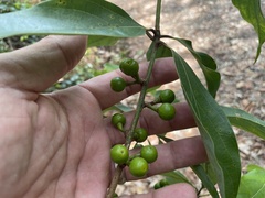 Neolitsea dealbata
