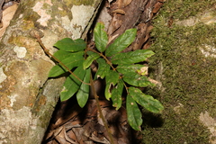 Austrosteenisia glabristyla