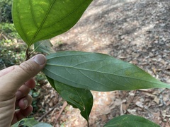 Neolitsea dealbata