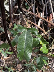 Grypothrix triphylla