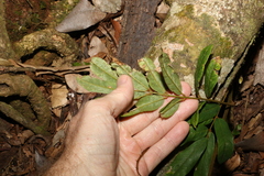 Austrosteenisia glabristyla