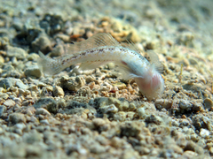 Gobius couchi