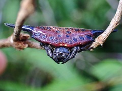 Gasteracantha diardi