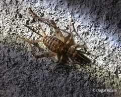 Gryllomorpha dalmatina
