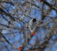 Pyrrhula pyrrhula cineracea