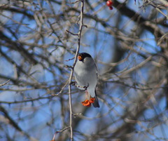 Pyrrhula pyrrhula cineracea
