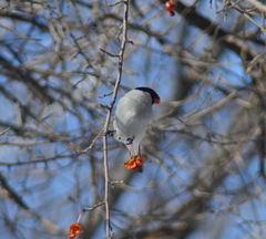 Pyrrhula pyrrhula cineracea