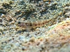 Gobius couchi
