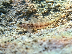 Gobius couchi