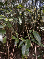 Diplospora dubia