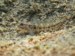 Gobius couchi