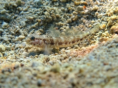 Gobius couchi