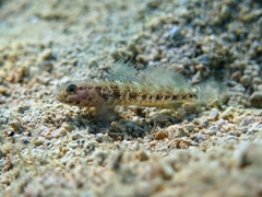 Gobius couchi