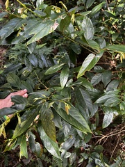 Lasianthus chinensis