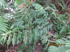 Pteris dispar
