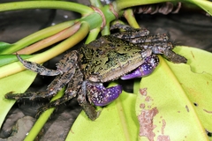 Metopograpsus latifrons