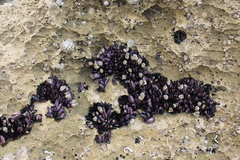Brachidontes