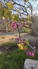 Cercis siliquastrum
