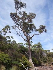 Eucalyptus globulus globulus