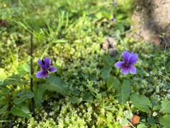 Viola confusa