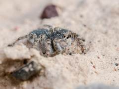 Aelurillus dubatolovi