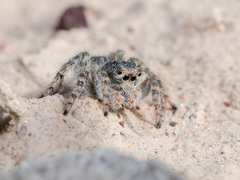 Aelurillus dubatolovi