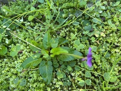 Viola confusa