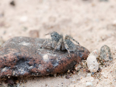 Aelurillus dubatolovi